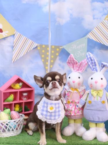 20240306くるみちゃん